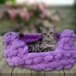 Pet's Craft